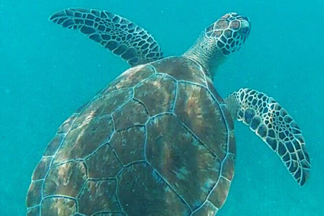 1.5 hours Snorkeling at Tulum's paradise reef - What “good value” means for this reef tour