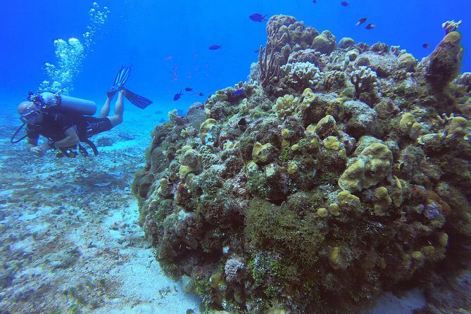 1 Tank Guided Shore Dive Including Equipment - What makes this Cozumel shore scuba setup worth your time
