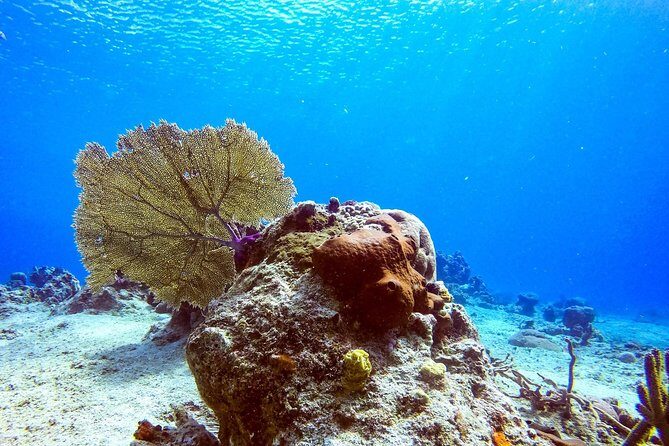 1 Tank Guided Shore Dive Including Equipment - From meeting point to the shoreline: how the 1.5 hours usually feel