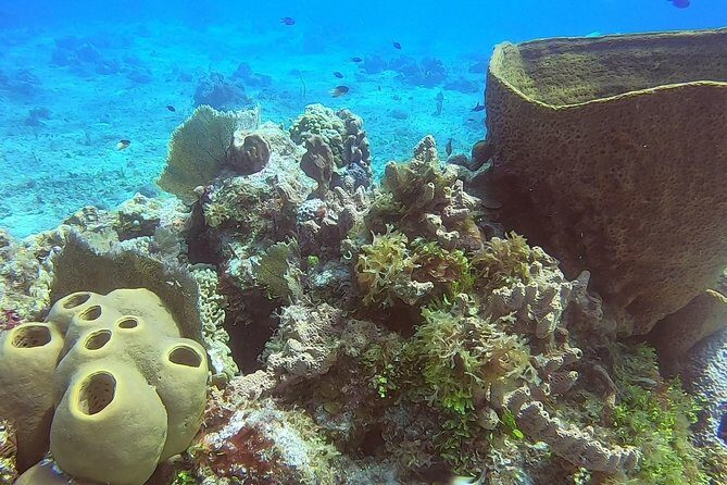 1 Tank Guided Shore Dive Including Equipment - What happens when Cozumel gets choppy: staying calm like Maddy and Ramone