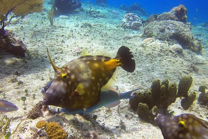 1 Tank Guided Shore Dive Including Equipment - Equipment included and guided by PADI: why that’s good value at $70
