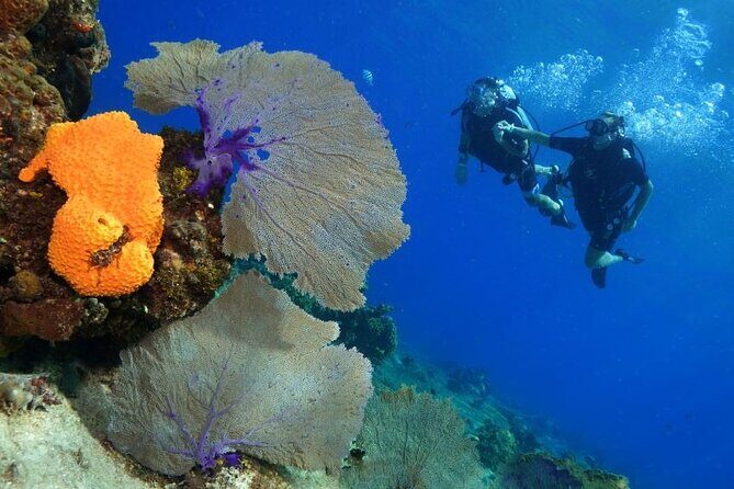 1 Tank Guided Shore Dive Including Equipment - Who should book this shore session, and who may want a different option
