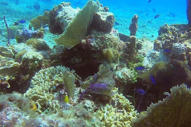 1 Tank Guided Shore Dive Including Equipment - Booking verdict: should you do it?