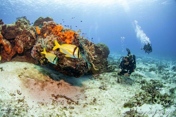 2 Tank Cozumel Reef Boat Dives - Quick hits before you go