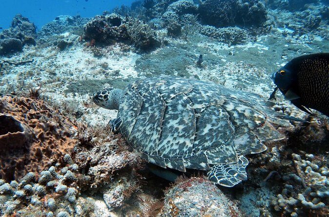2 Tank Cozumel Reef Boat Dives - Twilight and Night: A Different Kind of Marine Life Experience
