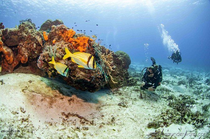 2 Tank Cozumel Reef Boat Dives - Price and Value: Is $179.21 for Two Tanks Reasonable?