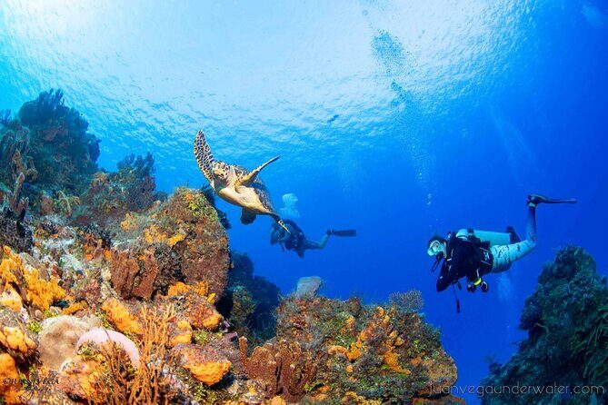2 Tank Cozumel Reef Boat Dives - Who This Trip Fits Best (and Who Might Want Something Else)
