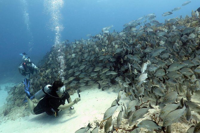 2-Tank Morning or Afternoon Dives in Playa del Carmen certified Divers Only - Morning or Afternoon: choosing the right depths for your scuba level