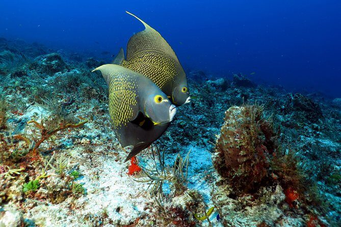 2-Tank Morning or Afternoon Dives in Playa del Carmen certified Divers Only - Reef stop #1: what you should expect first