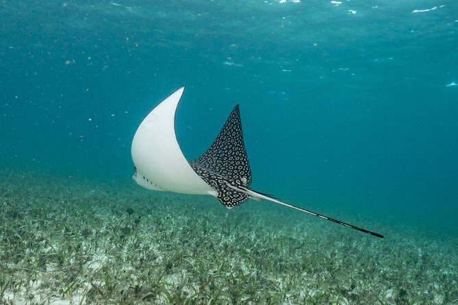 2-Tank Morning or Afternoon Dives in Playa del Carmen certified Divers Only - Gear tips that make the day easier