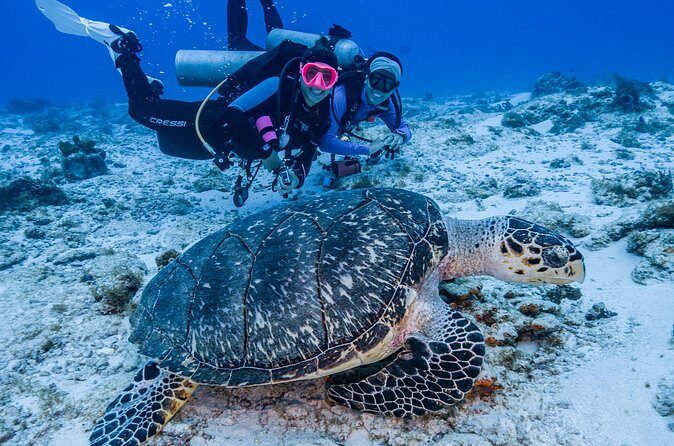 2 Tanks dives for Certified Divers in Cozumel - Pace, fitness, and who this works best for