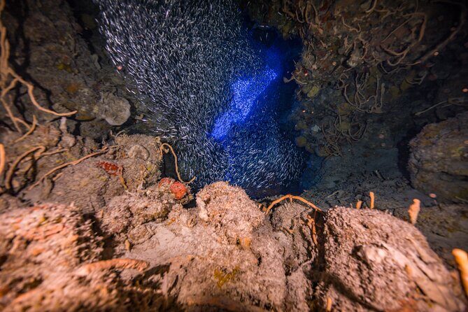 2 Tanks dives for Certified Divers in Cozumel - Practical timing and smooth-morning checklist