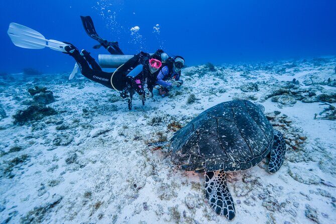 2 Tanks dives for Certified Divers in Cozumel - Palancar Reef: your first underwater session stop