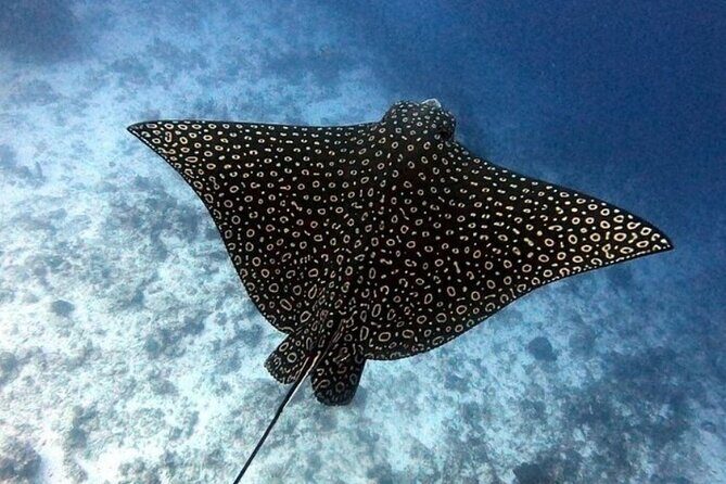 2 tanks for certified divers - Marina Cozumel ASIPONAC: The Logistical Detail That Counts