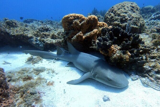 2 tanks for certified divers - FAQ