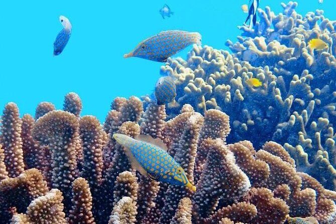 2x1 Tour: Isla Contoy, Isla Mujeres, Open Bar, Lunch and Transfers - Isla Mujeres free time: where the vacation mood shifts