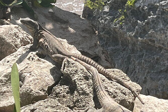 3 in 1 Experience in Tulum - Tips for Making the Most of the Day (Without Guesswork)