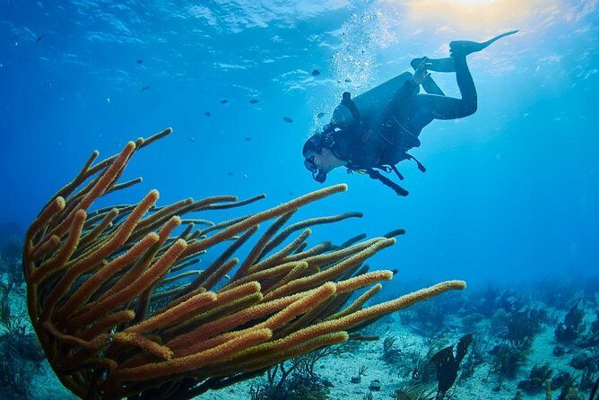 Advanced Open Water Diver course PADI in Playa del Carmen - Sea versus cenotes: why the environment matters for your skills