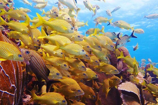Advanced Open Water Diver course PADI in Playa del Carmen - Your 2-day schedule in plain terms: five water sessions plus theory