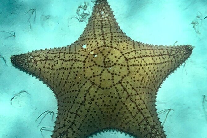 Akumal Bay snorkeling, plus 3 cenotes and great food - The Turtle + Cenote Combination That Makes This Tour Worth It