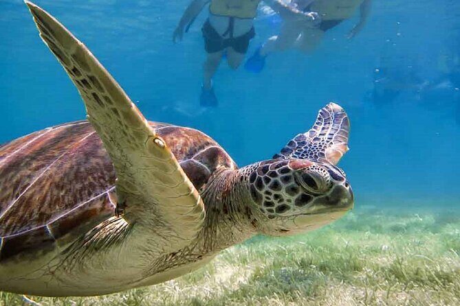 Akumal Bay snorkeling, plus 3 cenotes and great food - Small Group Format and Timing from Playa del Carmen