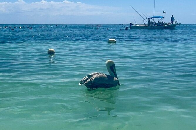 Akumal Bay snorkeling, plus 3 cenotes and great food - Price and Value: What $169 Buys for This 5–6 Hour Day