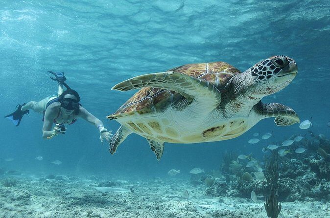 Akumal Cenote Swimming and Snorkeling from Cancun & Costa Mujeres - Stop 3: Playa del Carmen Lunch at Punta Venado Beach Club