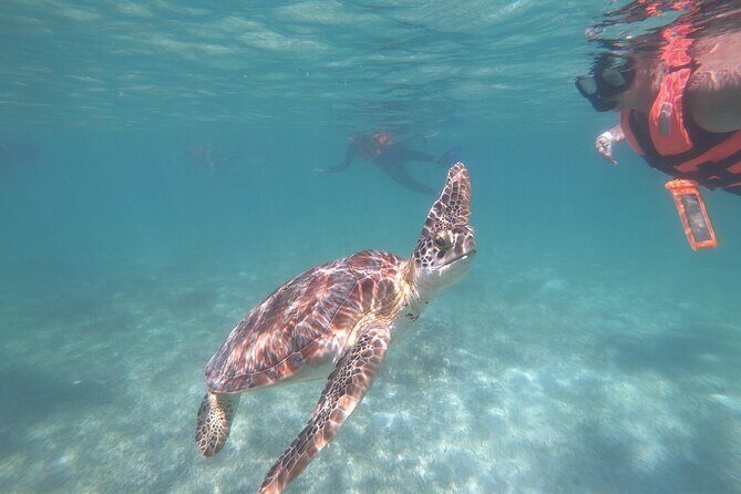 Akumal : Snorkeling with Green Turtles + Photos with GoPro - Key details that matter before you go