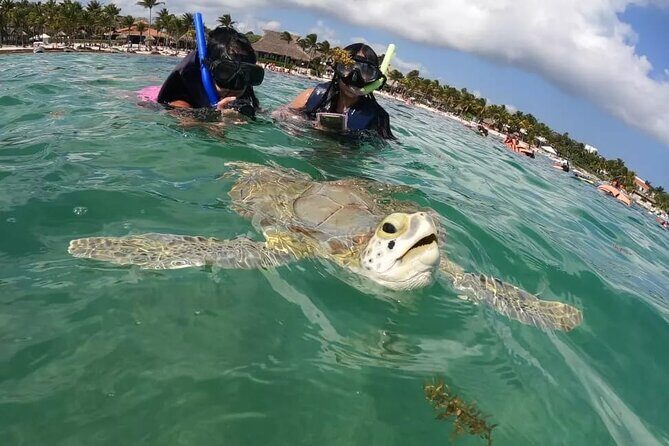 Akumal : Snorkeling with Green Turtles + Photos with GoPro - Why Akumal’s Protected Circuit Feels More Real Than Crowd Tours