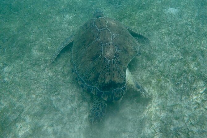 Akumal : Snorkeling with Green Turtles + Photos with GoPro - Gear, Comfort, and What to Bring (So You Don’t Miss the Fun)