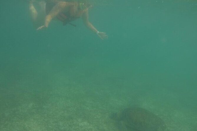 Akumal : Snorkeling with Green Turtles + Photos with GoPro - GoPro Photos: Underwater Memories Without the Camera Clumsiness