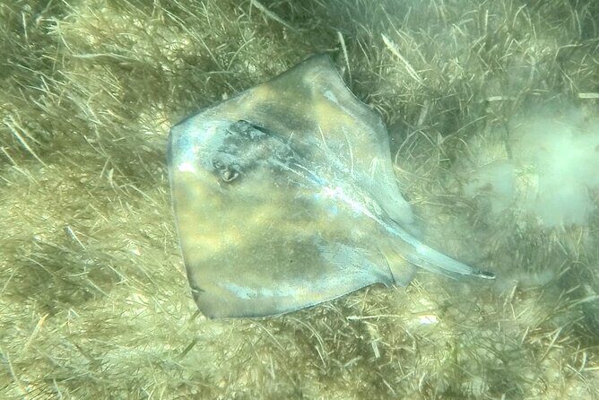 Akumal : Snorkeling with Green Turtles + Photos with GoPro - Price and Value: What $41.84 Actually Buys You Here