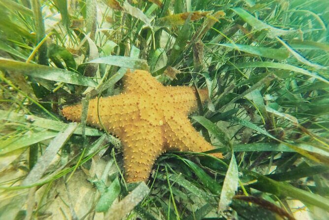 Akumal : Snorkeling with Green Turtles + Photos with GoPro - Weather, Visibility, and How to Think About Turtle-Snorkel Uncertainty