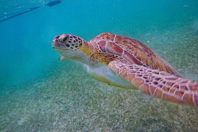 Akumal : Snorkeling with Green Turtles + Photos with GoPro - Your 1-Hour Plan: From Meeting Point to Back on Shore