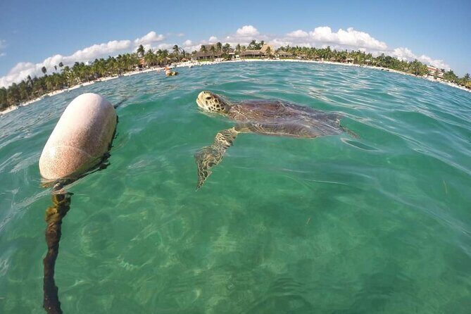 Akumal turtles sanctuary and go pro photos - Getting Oriented: Meeting Point, Gear Check, and Beach Bracelet Perks