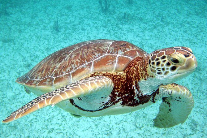 Akumal Turtles, Snorkel Tour from Cancun or Riviera Maya - Price and value: $99 plus fees can change the math