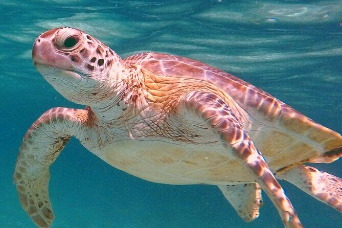 Akumal Turtles Snorkeling and GoPro pictures - Key Things That Make This Akumal Turtle Snorkeling Tour Worth Your Time