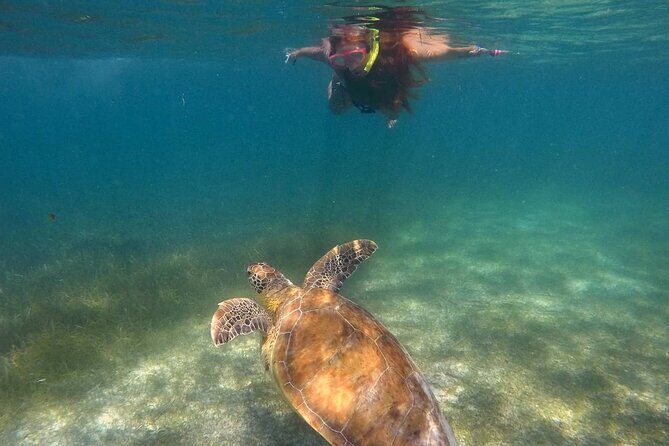 Akumal Turtles Snorkeling and GoPro pictures - Protected Akumal Bay Rules: No Touching and No Sunscreen