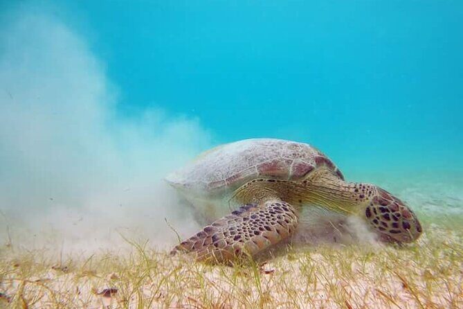 Akumal Turtles Snorkeling and GoPro pictures - Getting There: Meet at 7-Eleven Akumal and Start Smooth