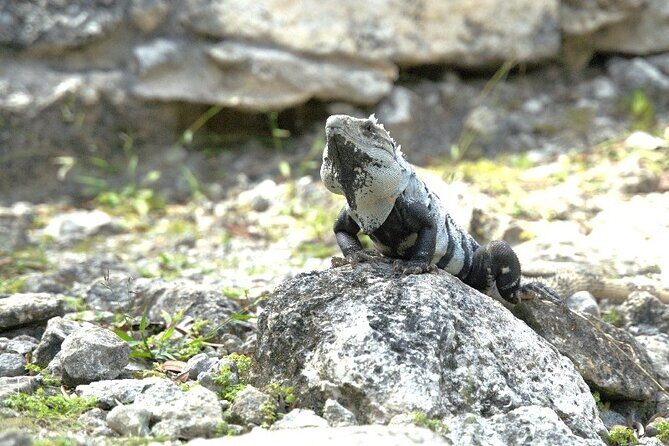 Amazing Jeep Tour Visit Punta Sur Park and San Gervasio Ruins - Playa Publica San Martin: A Quick Beach Reset and Fajita Lunch