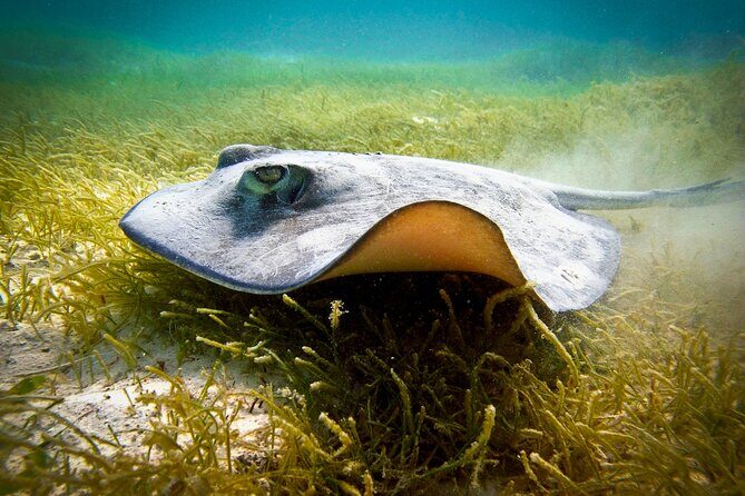 Aquatic Paradise in Tulum: Snorkel Yalku, Swim Cenote & Kaan Luum - A 5-Hour Water Day From Tulum That’s Built for Convenience