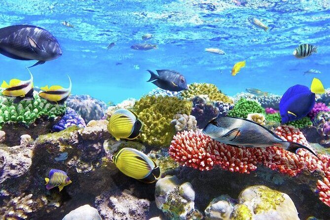 Aquatic Paradise in Tulum: Snorkel Yalku, Swim Cenote & Kaan Luum - Kaan Luum Lagoon With a Cenote Inside: The Main Wow Factor
