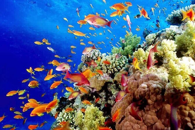Aquatic Paradise in Tulum: Snorkel Yalku, Swim Cenote & Kaan Luum - Lunch, Water, and What to Bring So You Don’t Suffer