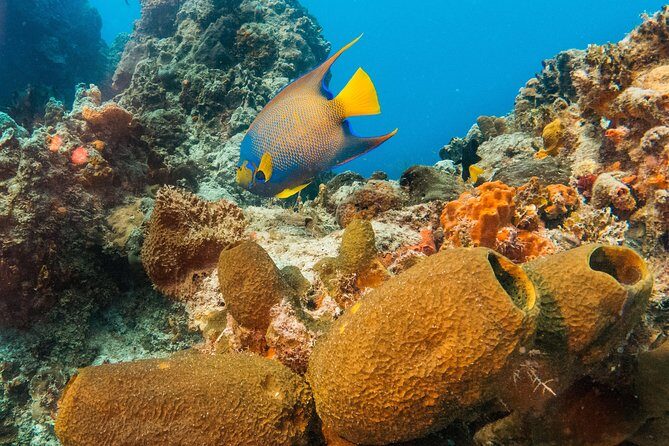 Basic Diver - Bautismo - Heading to the ocean: two reef sessions with a certified instructor at your side