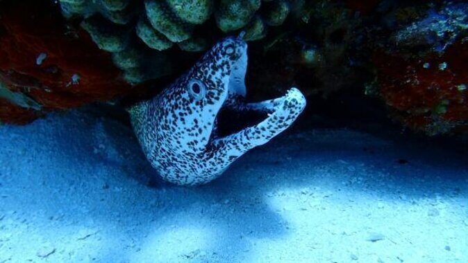 Best Cozumel Jet Ski Tour + Drinks + Snorkeling - Quick hits before you go