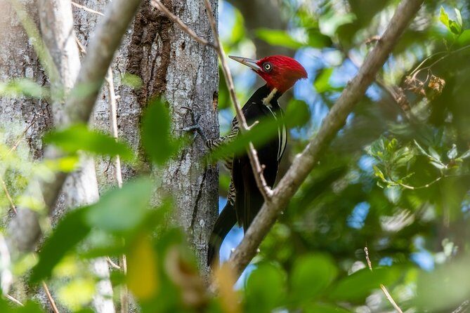 Birdwatching in Coba from Tulum - Shared Group Tour - The Small-Group Format: Comfort, Pace, and Spotting Time