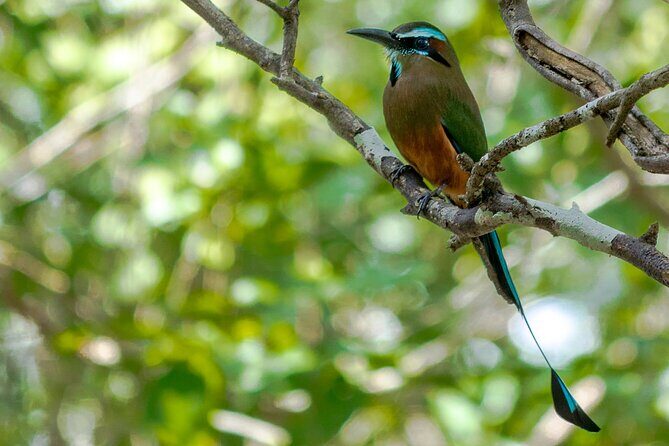 Birdwatching in Coba from Tulum - Shared Group Tour - Stop 4: Local Brunch in Cobá (45 Minutes)