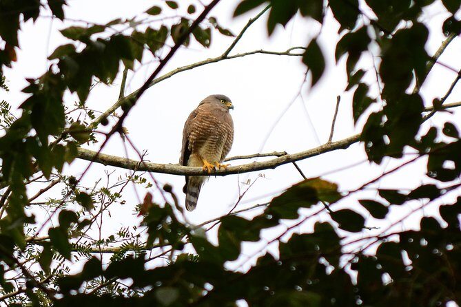 Birdwatching in Coba from Tulum - Shared Group Tour - Guide Impact: When You Don’t Just See Birds, You Understand Them