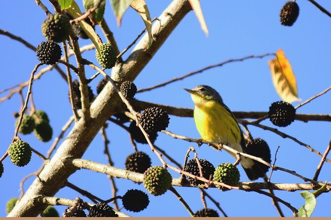 Birdwatching in Coba from Tulum - Shared Group Tour - Value Check: Is $149 a Good Deal for a Cobá Bird Day?