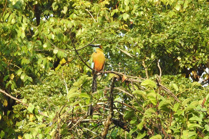 Birdwatching Playa del Carmen - Birdwatching in Playa del Carmen: why this tour feels better than a random hike